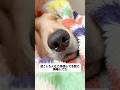 おきてぇぇぇぇ#大型犬 #ゴールデンレトリバー #goldenretriever #愛犬 #dog