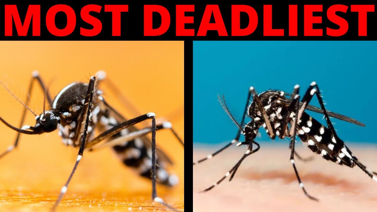 What Is Asian Tiger Mosquito? YouTube