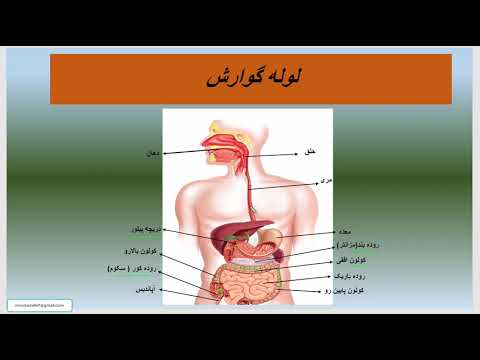 تصویری: دستگاه گوارش انسان چیست