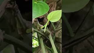#Black gold #nature #garden #