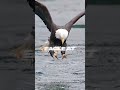 🦅 You’ve Been Lied To About the Bald Eagle Sound! 😱