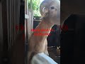 perkawinan silang domba garut sama randu jawa #domba#kambing #ternak #shorts