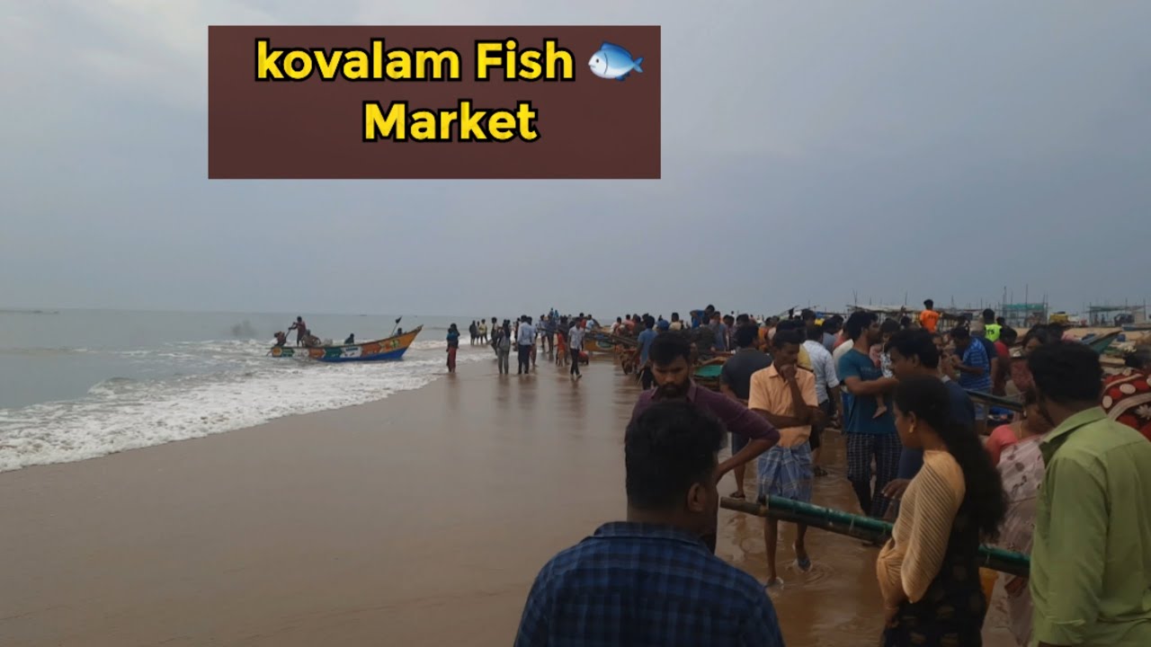 Kovalam Fish Market Live Fish 🐠 Chennai YouTube