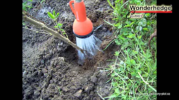 Kdy založit živý plot?