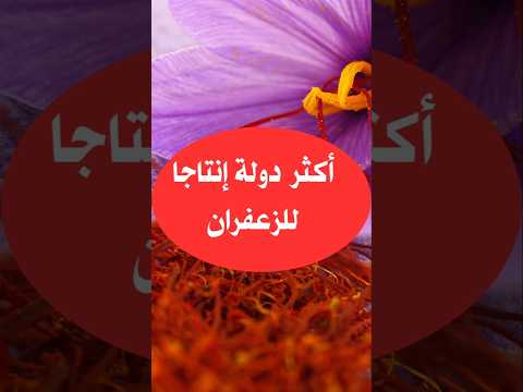 اكبر الدول العربية انتاجا للزعفران الزعفران انتاج احصائيات ترتيب تعداد شورت