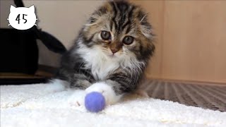 Cute kitten playing with felt balls in a good mood after being brushed. Elle video No.45