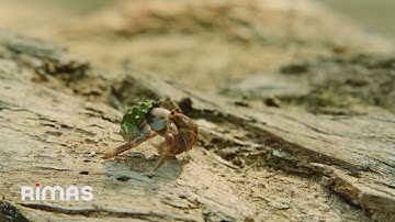 BAD BUNNY ft. Chuwi - WELTiTA (Video Oficial) | DeBÍ TiRAR MáS FOToS
