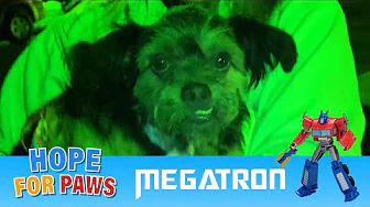 Stray dog in a homeless encampment transforms into a happy little dog. 🤖👍