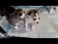Siberian Husky puppies - 24 days old