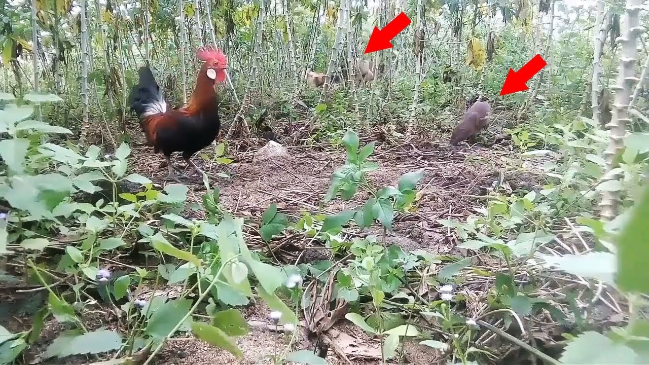 Woooww !! Sementara Lagi Asik Mikat Ayam Hutan Merah Tak Disangka 2