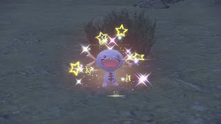 PEV :  Axoloto De Paldea (Paldean Wooper) Shiny 9