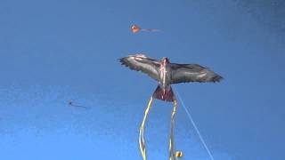 kite hawk flying wingspan andrew