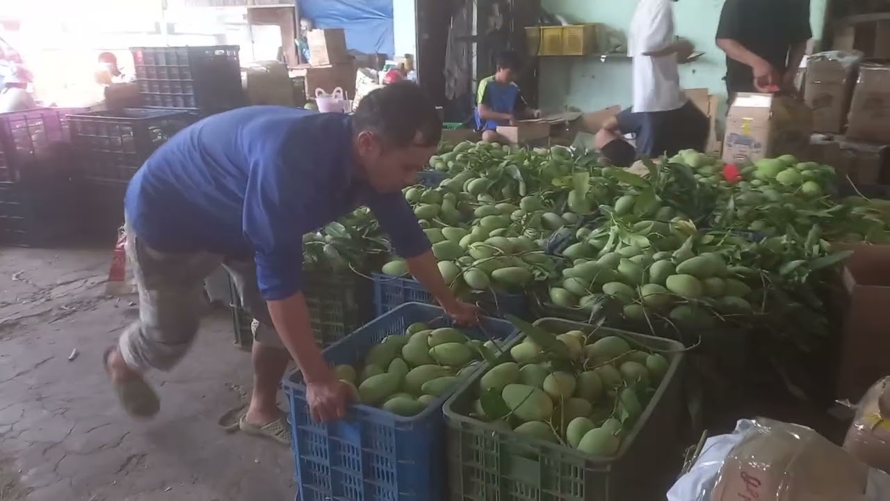 Cập nhật giá xoài chưng tết hôm nay 15/2/2026 là 28 tháng chạp 