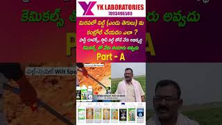 #Mirapa #Wilt #Chilli మిరపలో విల్ట్ (ఎండు తెగులు) ను కంట్రోల్ చేయడం ఎలా ? | YK Laboratories