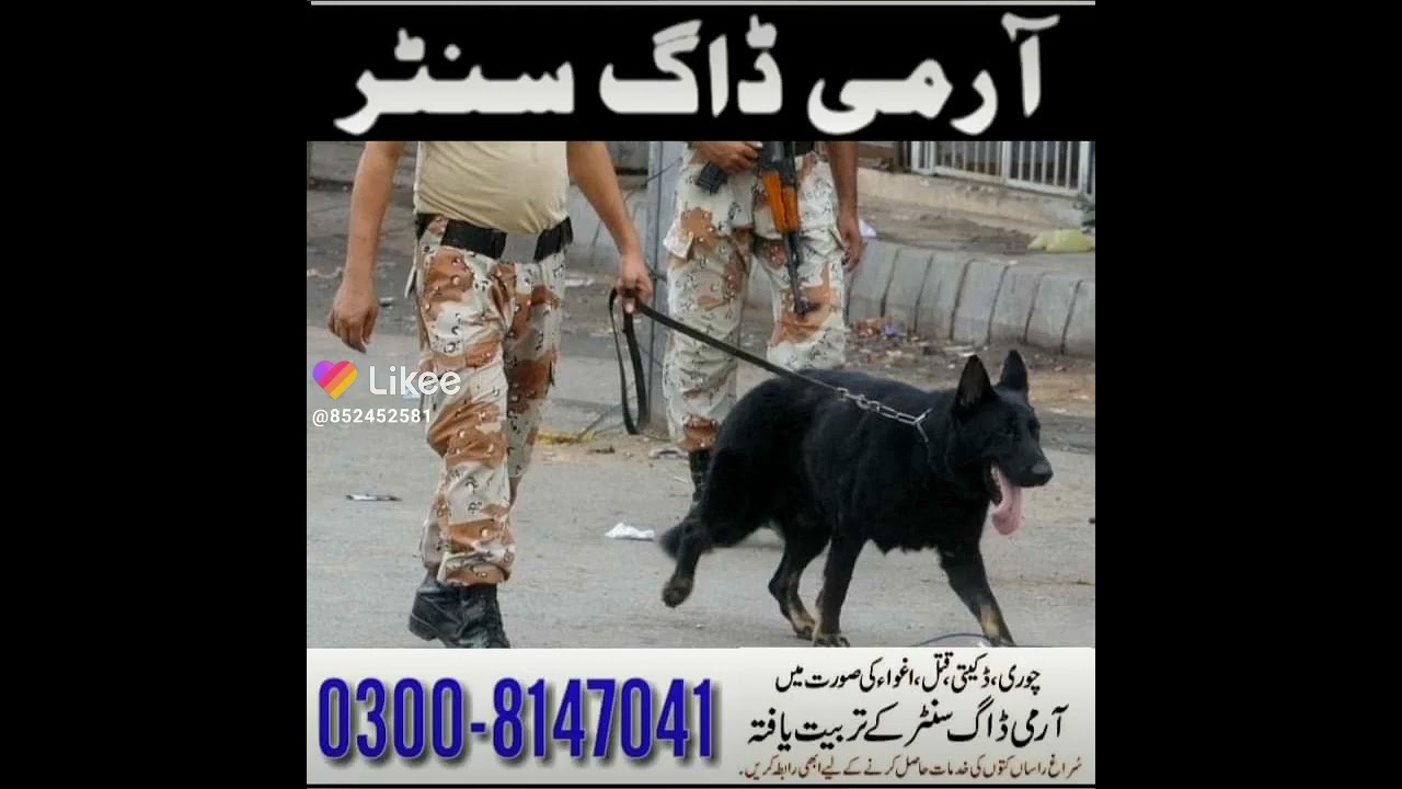 Army Dog Center Multan 0344-4023229   