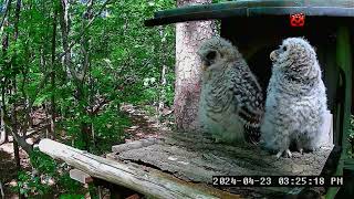 Owlets on the Porch, Leesville Owls Live Stream   2024 04 23 22 09 08
