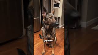 The Hilarious Thoughts of a German Shepherd