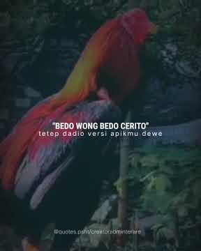 Story Wa Psht Keren// (JAGO) 'Bedo Wong Bedo Cerito, Tetep Dadio Versi Apikmu Dewe'