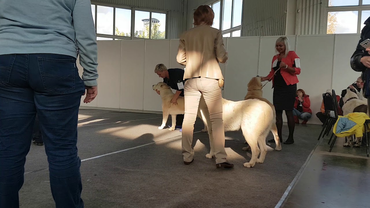 22 октября 2017 г.