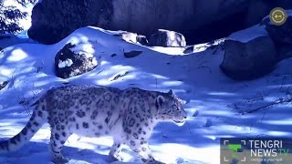 Снежного барса сняли фотоловушки в Заилийском Алатау Снежного барса сняли фотоловушки в Заилийском Алатау