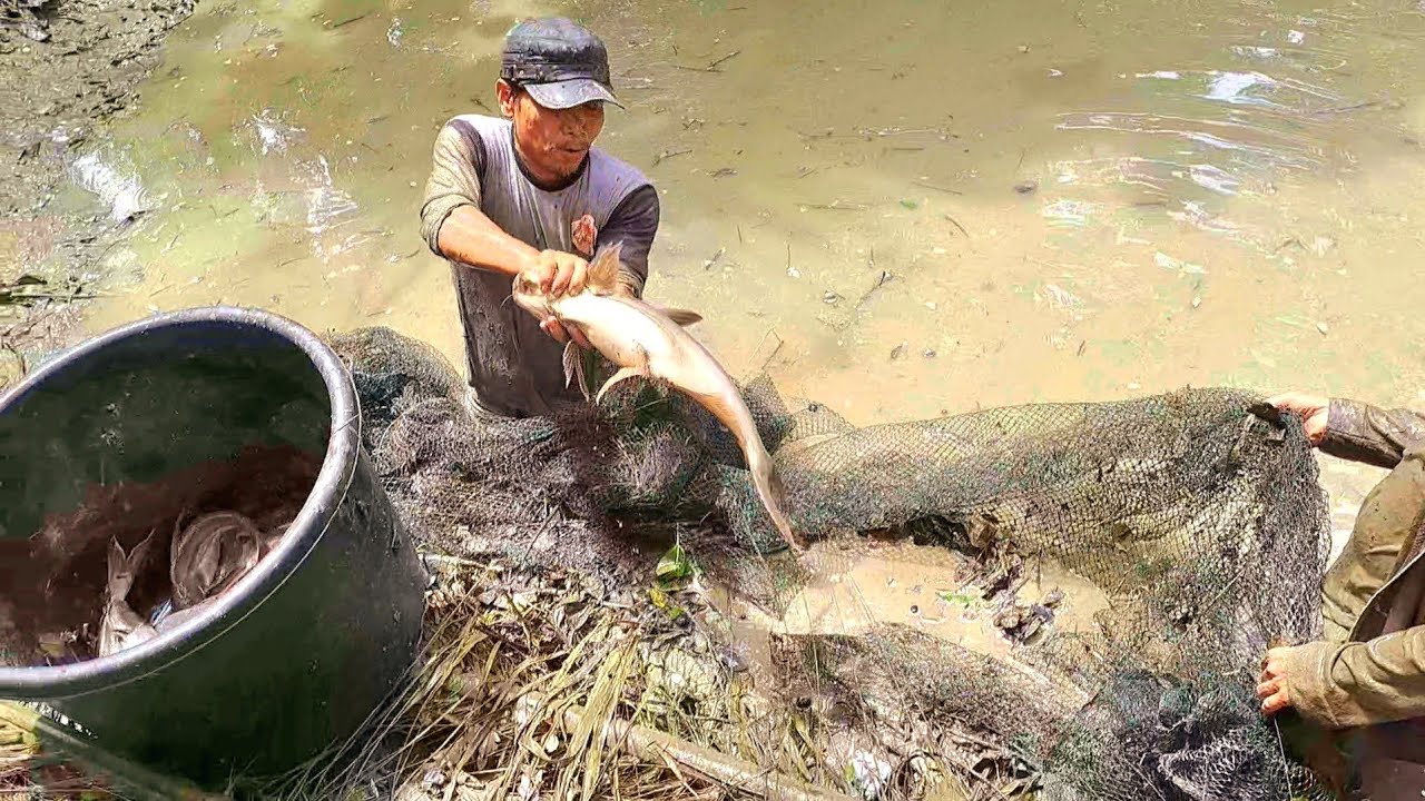 MENGURAS IKAN  PATIN BESAR UNTUK MBG