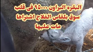 الفلاح مات على البقره البراون الوالده واشتراها ٩٥٠٠٠ بيقول هتفتح بيتى فيها ٣٠ كيلو لبن