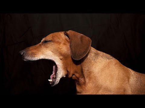 things for dogs bad breath