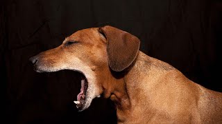 8 Best Home Remedies for Your Dog's Bad Breath