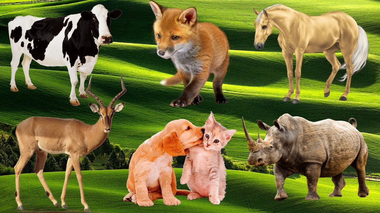 Omnivore Animals Around Us: Lion, Elephant, Cheetah, Zebra, Bear, Wolf