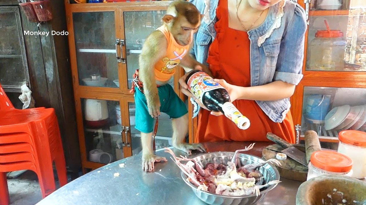Intelligent Monkey!! Master Chef Assistant Dodo Help Mom Mix Ingredient For Cook Quail