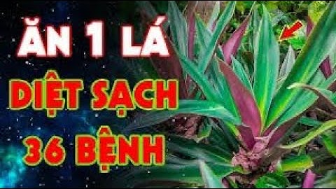 Cây sò huyết  và công dụng tuyệt vời| Thanh đồng vlog