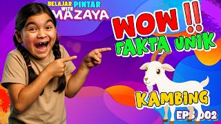 Fakta Unik Tentang Kambing   Belajar Hewan Lucu U0026 Manfaat Susu Kambing Bareng Mazaya Amania