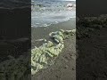 الطحالب الخضراء بشاطئ بورسعيد 