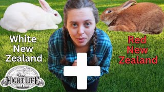 RED NEW ZEALAND X WHITE NEW ZEALAND. WHAT COLOR ARE THE KITS? Let's check our rabbit litter!