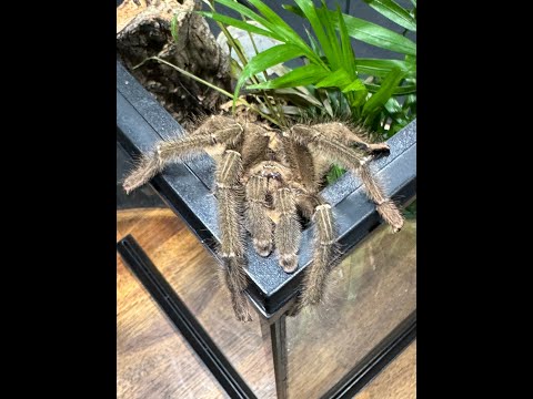 Amazonius sp Caqueta pairing