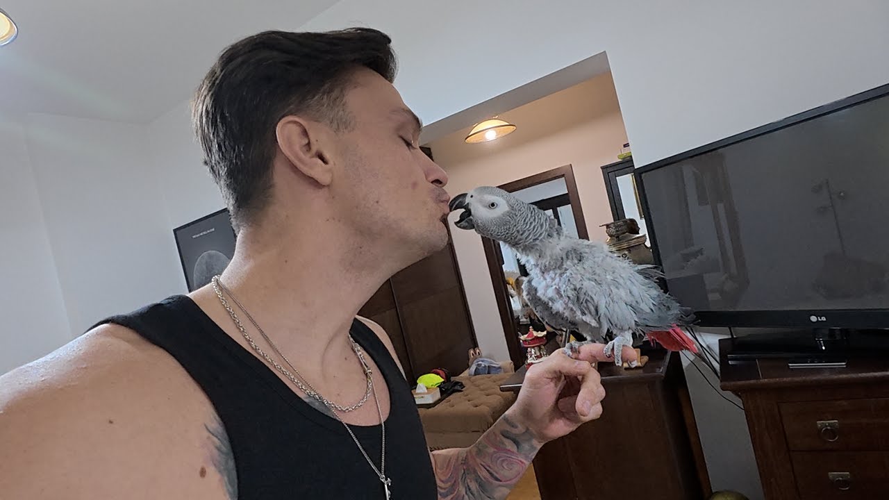 SIRI (papagalul meu) REVINE PE VLOGURI