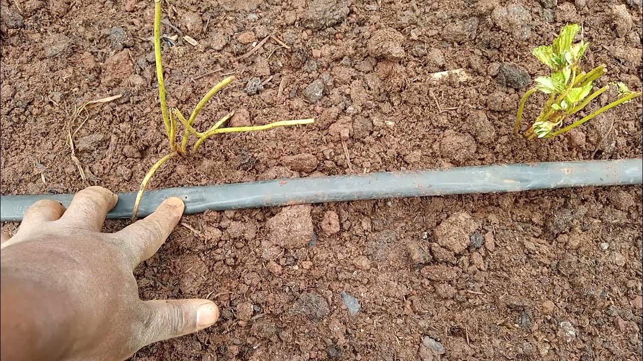 How to grow strawberries in Kenya. 0793518655. YouTube