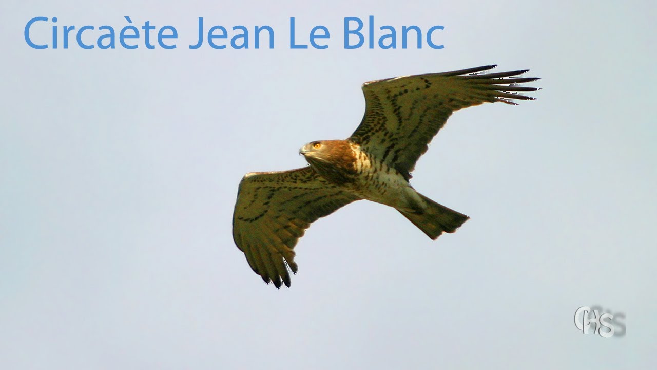Circaète Jean Le Blanc Circaète Jean Le Blanc Circaetus Gallicus