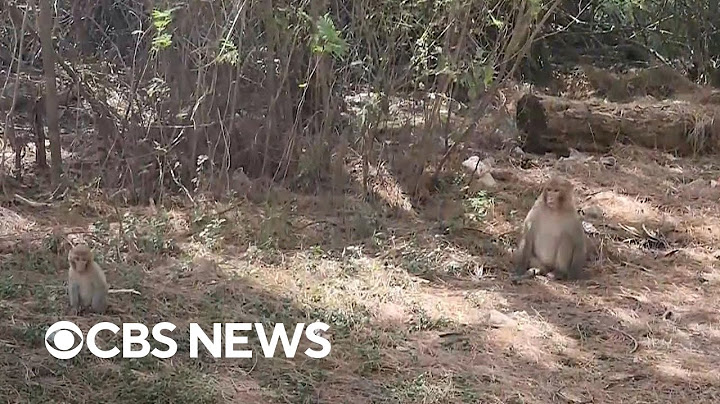 Search remains on for dozens of escaped monkeys in South Carolina