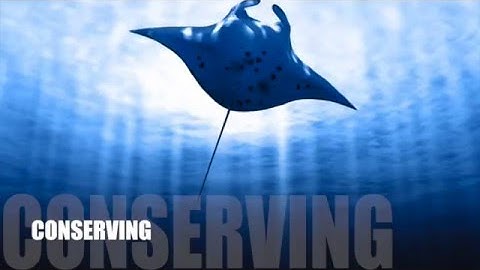 MantaWatch Internship Program 2015