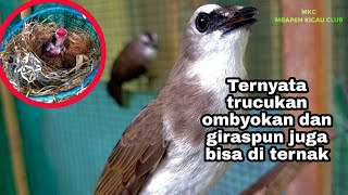 Cara Ternak Trucukan ombyokan,giras di kandang sederhana