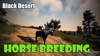 [Black Desert] Beginner Horse Breeding Guide screenshot 5