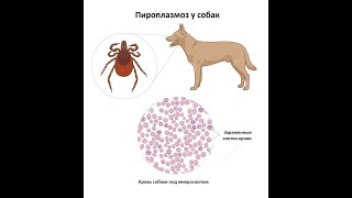 Основные симптомы бабезиоза пироплазмоза кошек и собак когда укусил клещ