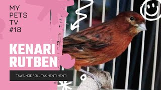 kenari rutben suara langka penuh ngeroll tawa gacor #rutben #kenarigacor #kenari #fyp #suaraburung