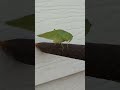 Grasshopper