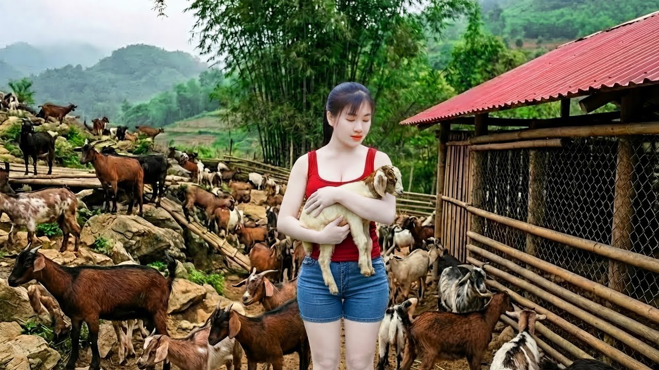 Building a Barn To Raise Many Goats, Raising Rabbit, Harvest Bamboo Shoot Go To Sell