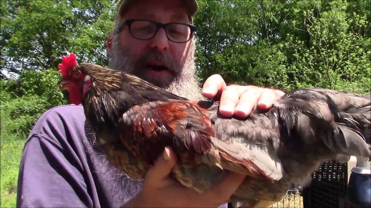 New Homesteaders Get A Flock Of Bobblehead Chickens YouTube