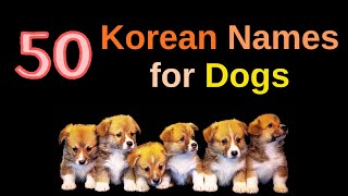 50 beautiful Korean names for Dogs and puppies  how to pronounce each name and their meanings.