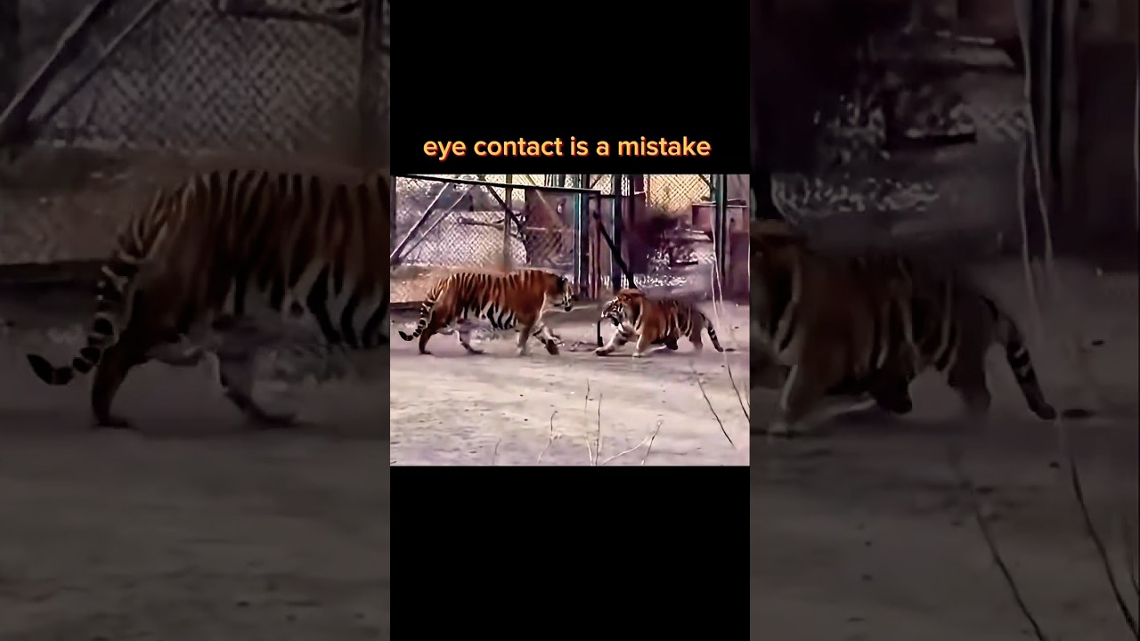 Alpha Tiger Arrives: Never Hold Eye Contact