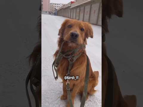 Unas mascotas